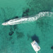 Swell Lagoon Catamaran 42ft.